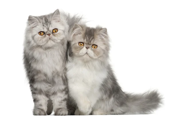 Portret van Perzische kat, 7 maanden oude,, zit op witte achtergrond — Stockfoto