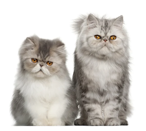 Portrait of Persian cat, 7 months old,, sitting in front of white background — Stock Photo, Image