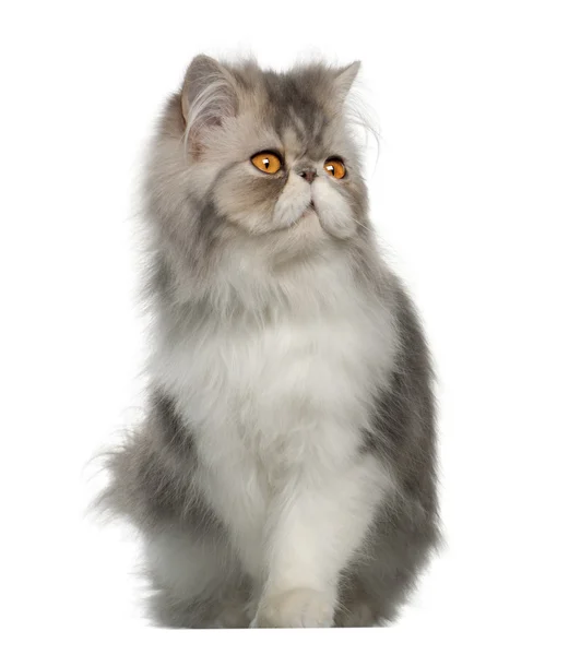 Persian cat, 7 months old,, sitting in front of white background — Stock Photo, Image
