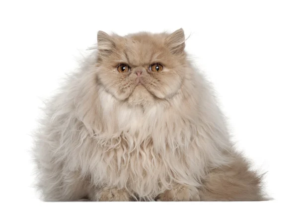 Portret kota perskiego, 5 miesięcy, siedząc w tle — Zdjęcie stockowe
