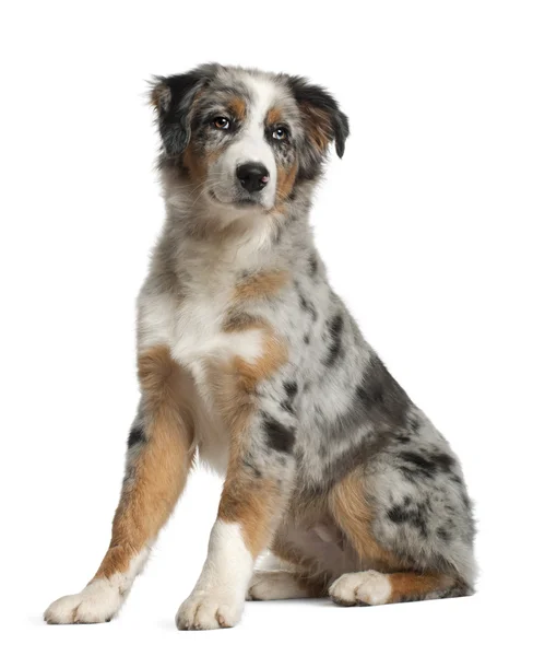 Portrait of Australian Shepherd, 5 months old, sitting in front of white background — Stock Photo, Image