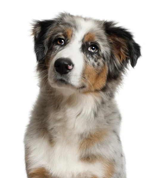 Portrait of Australian Shepherd, 5 months old, in front of white background — 스톡 사진