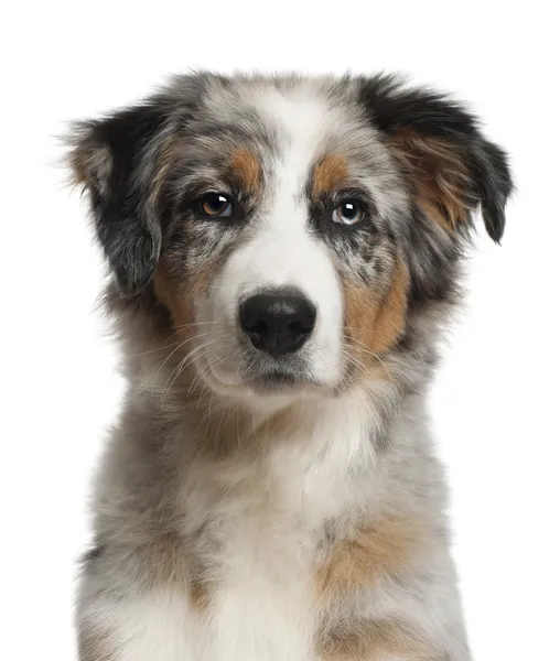 Portrait of Australian Shepherd, 5 months old, in front of white background — Stock Photo, Image
