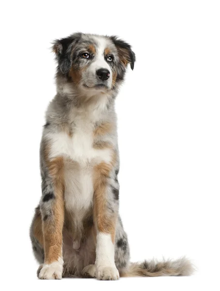Australian Shepherd, 5 months old, sitting in front of white background — Stock Photo, Image