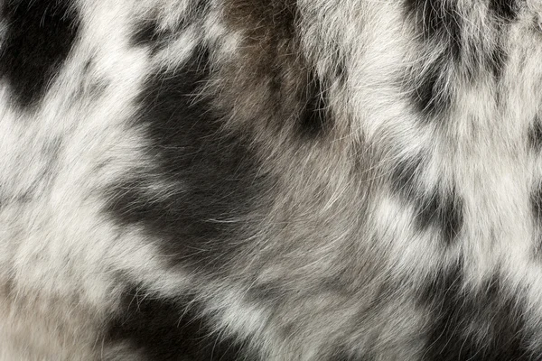 Primo piano sulla pelliccia del cane di fronte a sfondo bianco — Foto Stock