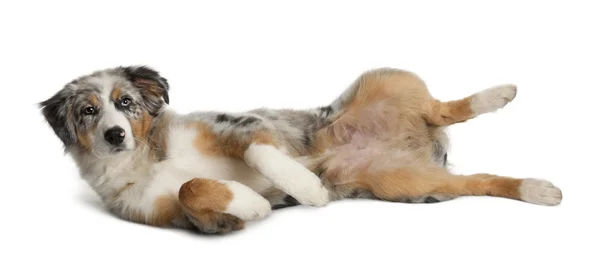 Porträt des Welpen australischer Schäferhund beim Spielen, 5 Monate alt, vor weißem Hintergrund — Stockfoto
