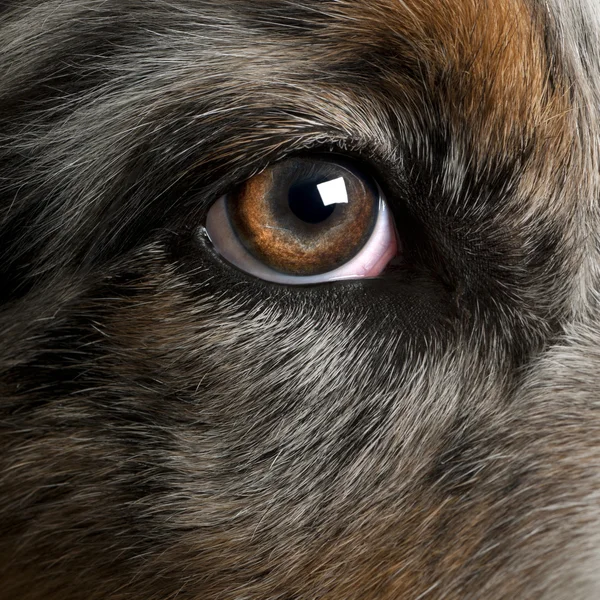 Primo piano dell'occhio di cane, Pastore Australiano — Foto Stock