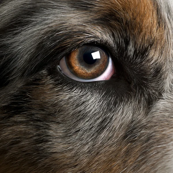 stock image Close up of dog's eye, Australian Shepherd