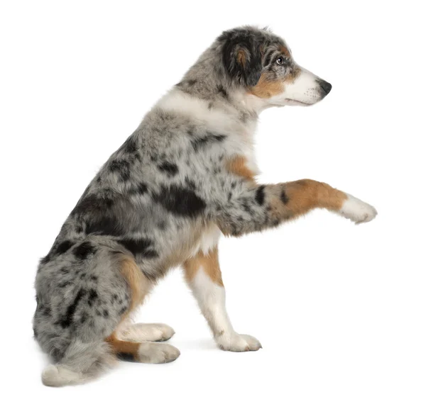 Puppy Australian shepherd playing, 5 months old, sitting in front of white background — 스톡 사진