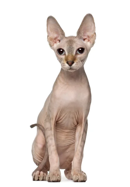 Portret sphynx kot, 6 miesięcy, siedząc z przodu białe tło — Zdjęcie stockowe