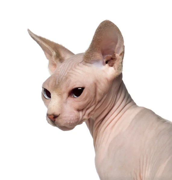 Nahaufnahme einer 6 Monate alten Sphynx-Katze vor weißem Hintergrund — Stockfoto