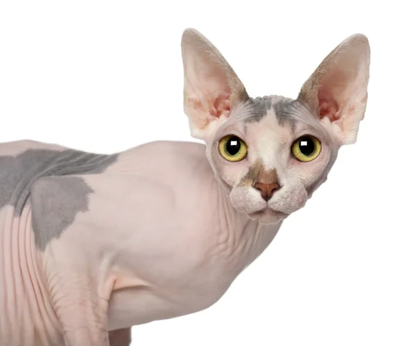 Portrét sphynx kočka, 1 rok stará, před bílým pozadím — Stock fotografie