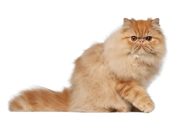 Portrait of Persian cat, 7 months old, sitting in front of white background — Stock Photo, Image