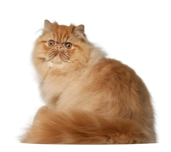 Portrait of Persian cat, 7 months old, sitting in front of white background — Stock Photo, Image