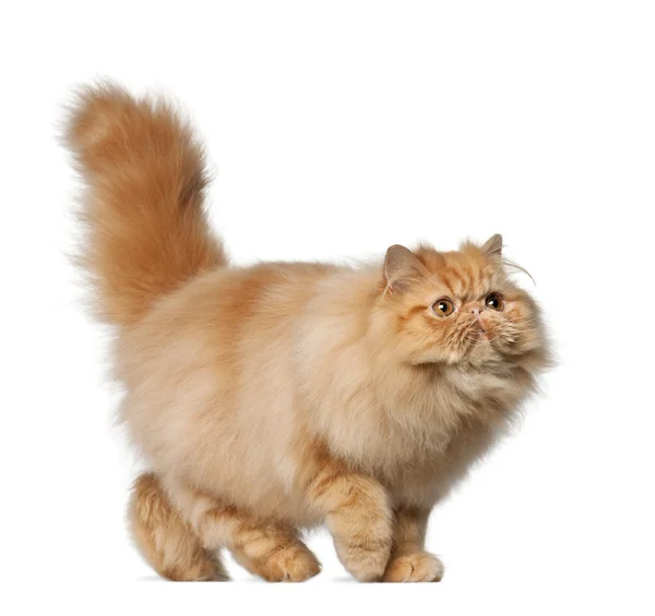 Persian cat, 7 months old, in front of white background — Stock Fotó
