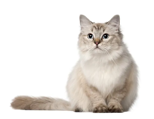 Ragdoll-Katze, 10 Monate alt, sitzt vor weißem Hintergrund — Stockfoto