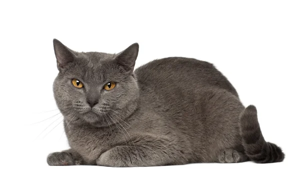 Portrét chartreux Cat, 1 a půl roku staré, před bílým pozadím — Stock fotografie