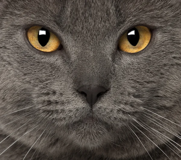 Portrait of Chartreux, 1 and a half years old — Stock Photo, Image