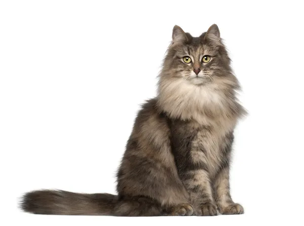 Portrait of Norwegian Forest Cat, 1 and a half years old, sitting in front of white background — Stock Photo, Image