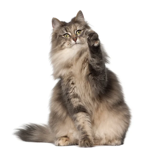 Norwegian Forest Cat, 1 and a half years old, sitting in front of white background — Stock Fotó