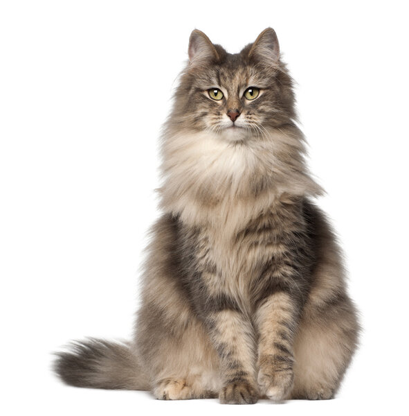 Portrait of Norwegian Forest Cat, 1 and a half years old, sitting in front of white background