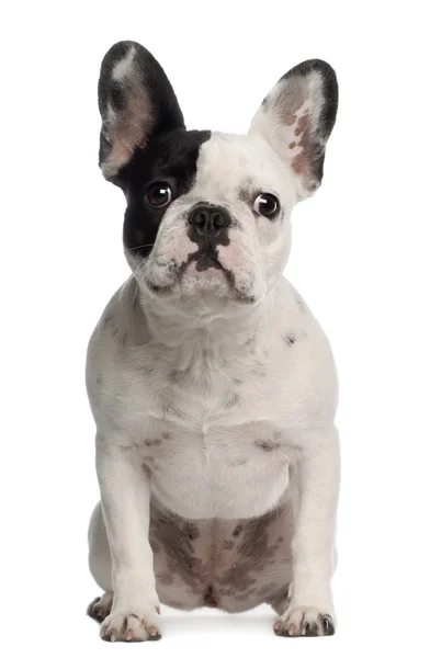Portrait of French Bulldog, 8 months old, sitting in front of white background — Stock Photo, Image