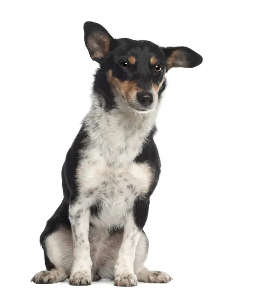 Portrait of crossbreed mixed with a Jack Russell Terrier, 10 months old, sitting in front of white background — Stock Fotó