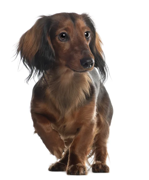 Dachshund, 10 months old, standing in front of white background — стокове фото