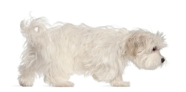 マルタの子犬、5 ヶ月、白い背景の前に — ストック写真