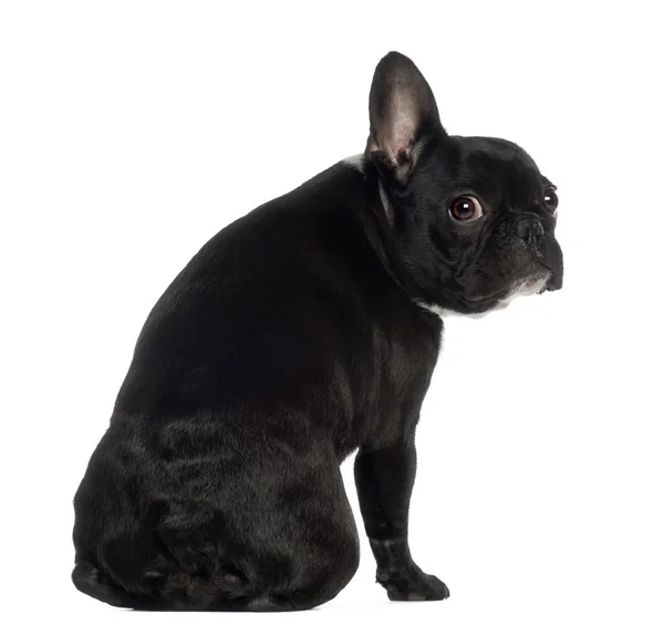 Portrait of French Bulldog, 13 months old, sitting in front of white background — Stock Fotó