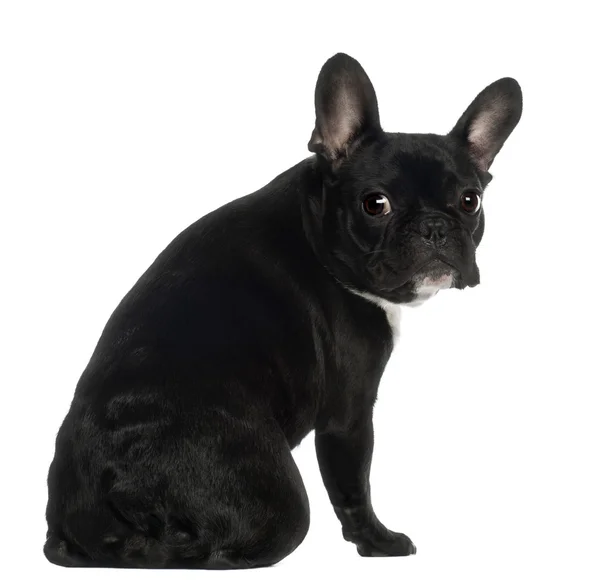 Retrato de Bulldog francês, 13 meses, sentado em frente ao fundo branco — Fotografia de Stock