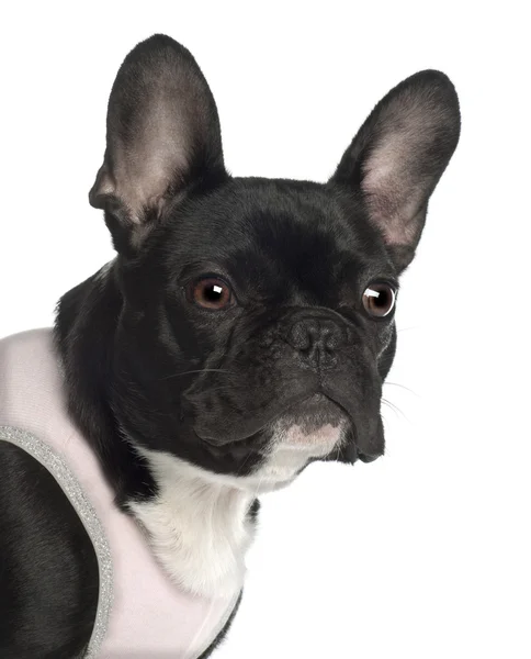 Close up of French Bulldog, 13 months old, in front of white background — 스톡 사진