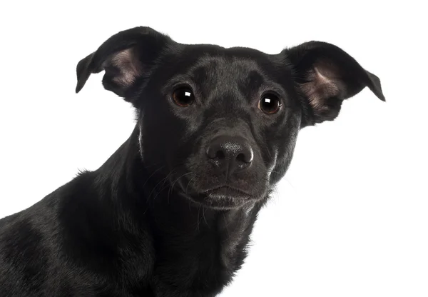 Retrato de cão misto, 18 meses, em frente ao fundo branco — Fotografia de Stock