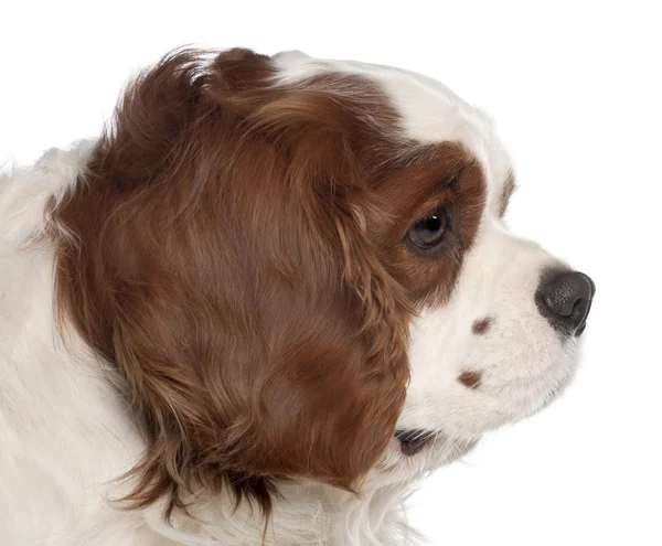 Close up of Cavalier King Charles Spaniel, 3 years old, in front of white background — 스톡 사진
