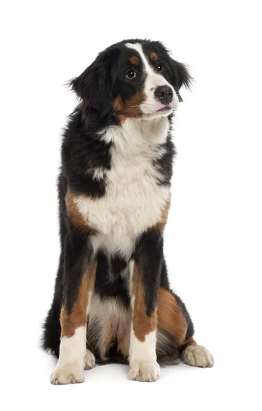 Bernese Mountain Dog, 10 months old, sitting in front of white background — Stock Photo, Image