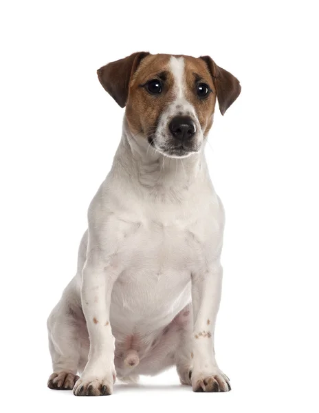 Retrato de Jack Russell Terrier, 1 ano, sentado na frente do fundo branco — Fotografia de Stock