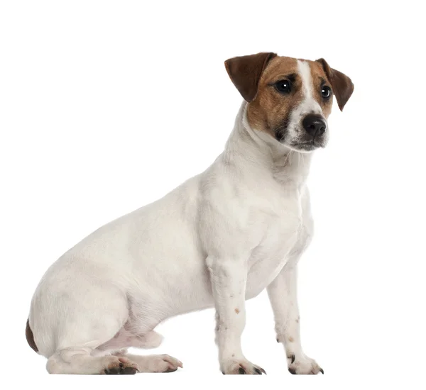 Jack Russell Terrier, 1 año, sentado frente al fondo blanco — Foto de Stock