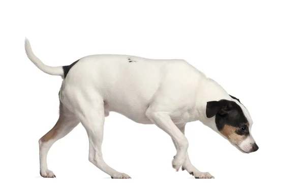 Crossbreed con un Jack Russell Terrier, 3 anni, davanti a uno sfondo bianco — Foto Stock