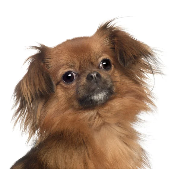 Portrait of Yorkshire Terrier, 1 year old, in front of white background — Stock Photo, Image