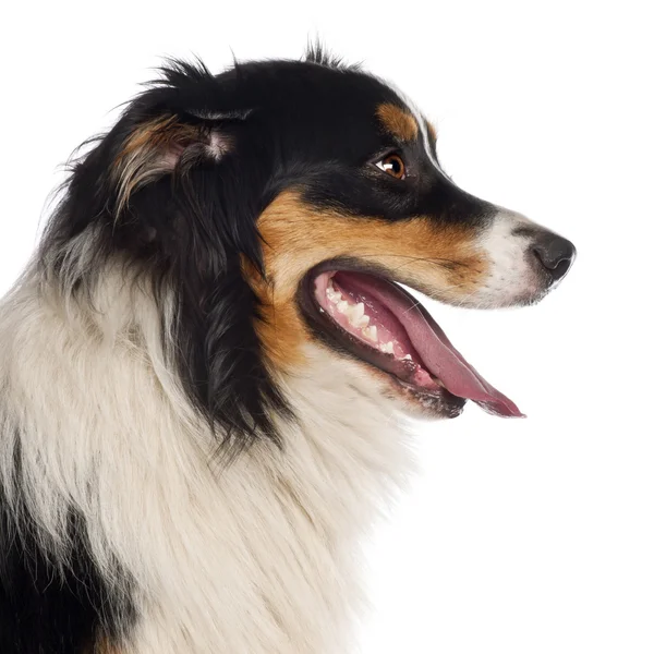 Close up of Australian Shepherd, 1 year old, in front of white background — Stock Photo, Image