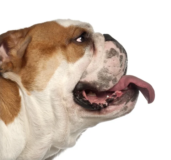 Primo piano di English Bulldog, 20 mesi, davanti allo sfondo bianco — Foto Stock