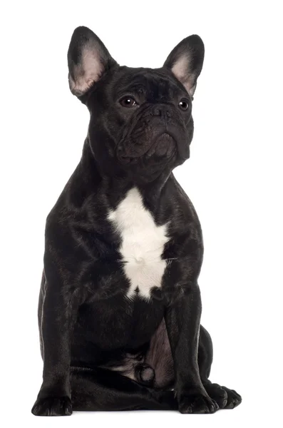 Bulldog francés, 11 meses, sentado frente al fondo blanco — Foto de Stock