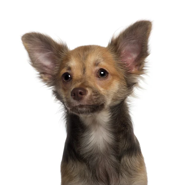 Nahaufnahme eines 5 Monate alten Chihuahua-Welpen vor weißem Hintergrund — Stockfoto