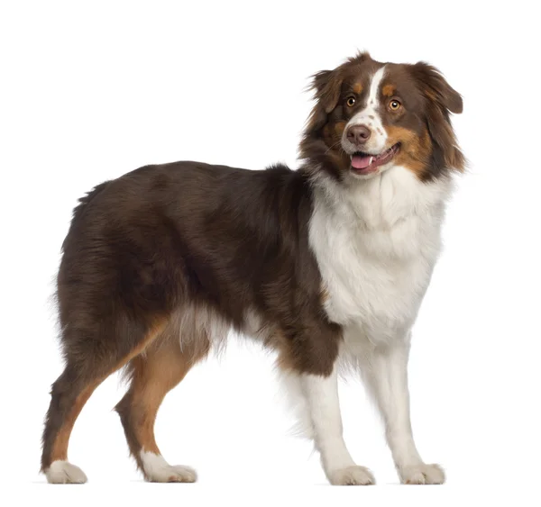 Portrait of Australian Shepherd, 1 year old, standing in front of white background — Stock Photo, Image