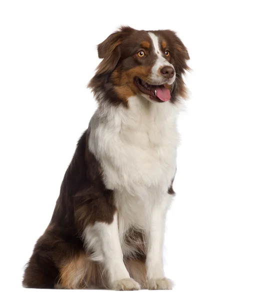 Australian Shepherd, 1 year old, sitting in front of white background — Stock Photo, Image