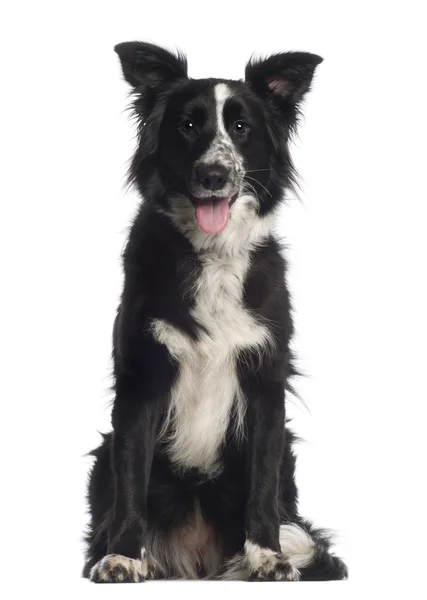 Portrait of Border Collie, 1 year old, sitting in front of white background — Stock Photo, Image