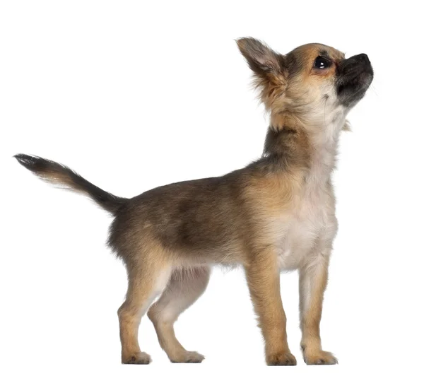 Chihuahua, 3 och en halv månad gammal, står framför vit bakgrund — Stockfoto