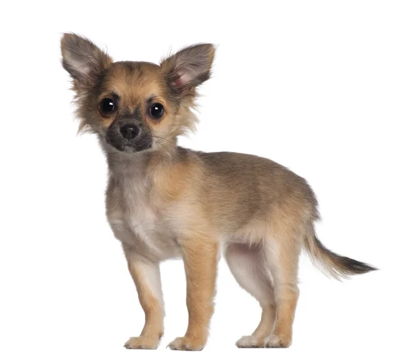 Retrato de Chihuahua, de 3 meses y medio de edad, de pie frente al fondo blanco — Foto de Stock