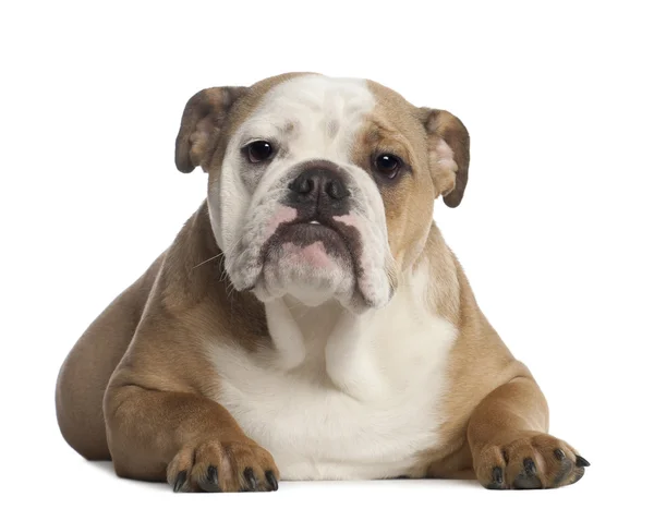 Ritratto di Bulldog inglese, 7 mesi, davanti allo sfondo bianco — Foto Stock