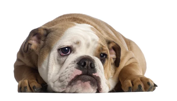 Bulldog inglese, 7 mesi, davanti a sfondo bianco — Foto Stock